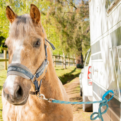 Safe T-Tie Horse Safety Release - 4 PACK Assorted Colours